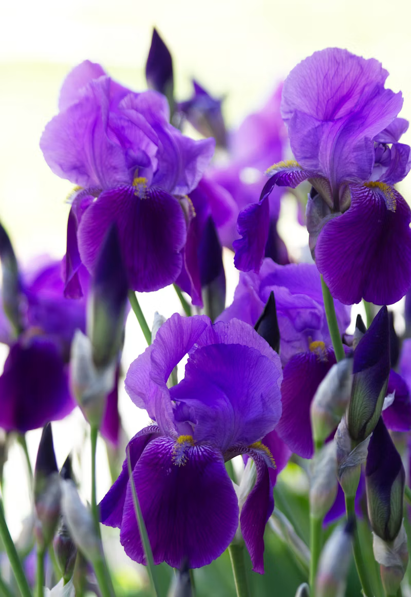 Image of iris flowers